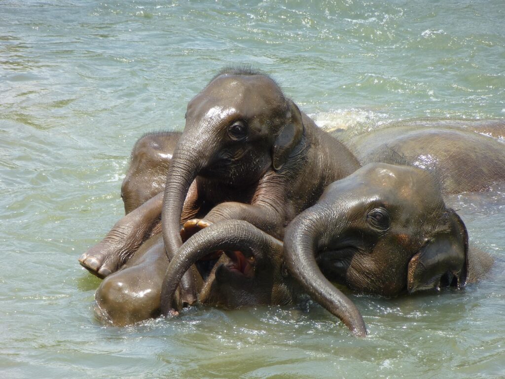 baby-elephants image