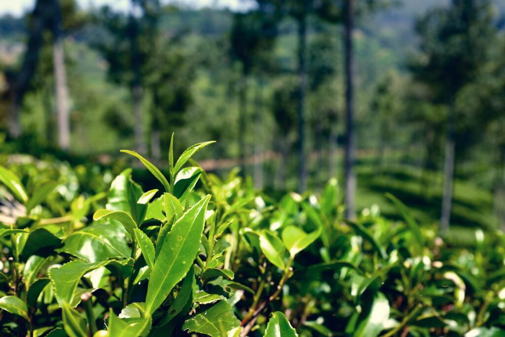 Tea plantation-image