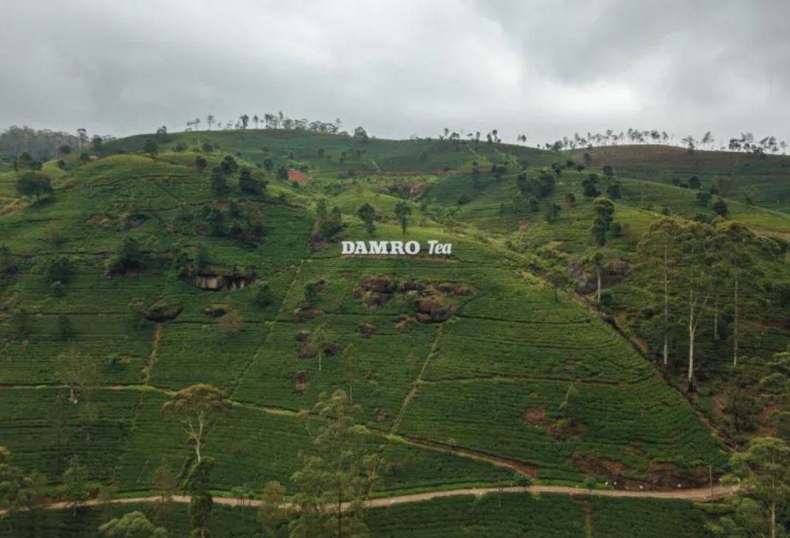 Damro Labookellie Tea Estate